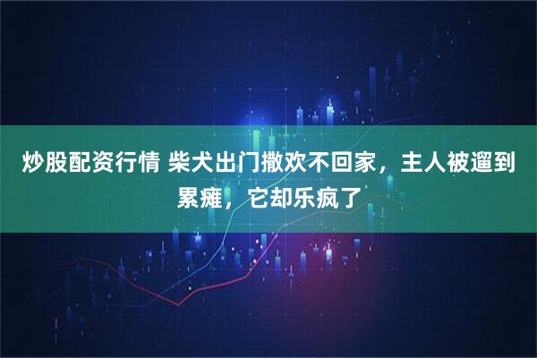 炒股配资行情 柴犬出门撒欢不回家，主人被遛到累瘫，它却乐疯了